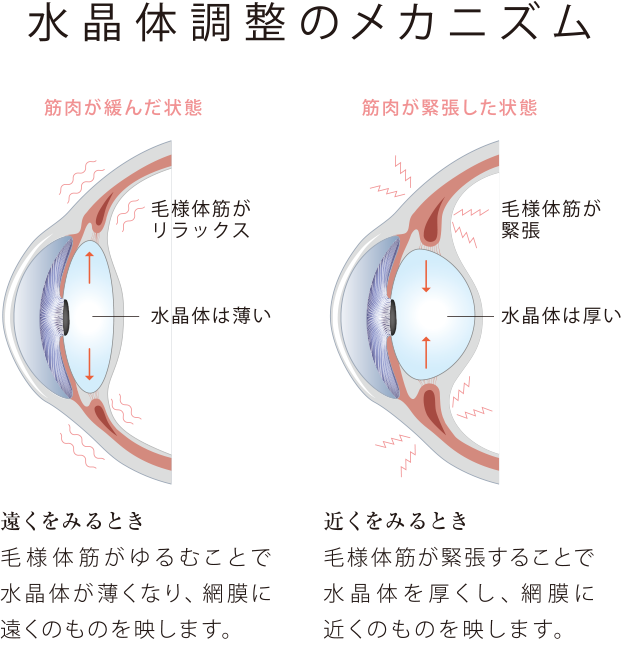 目の持つ調整機能とは